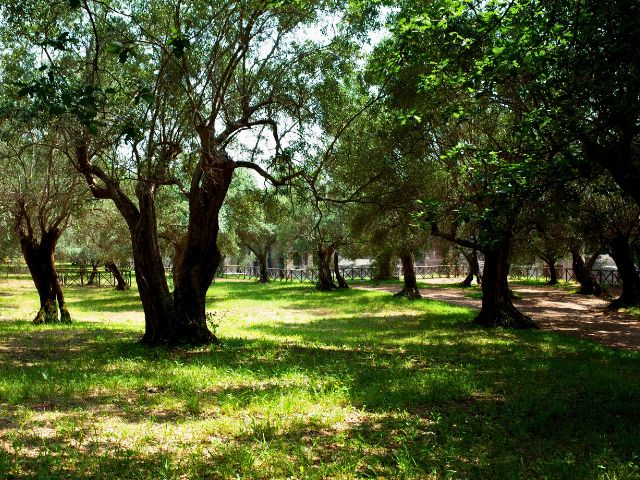 trees in villa adriana