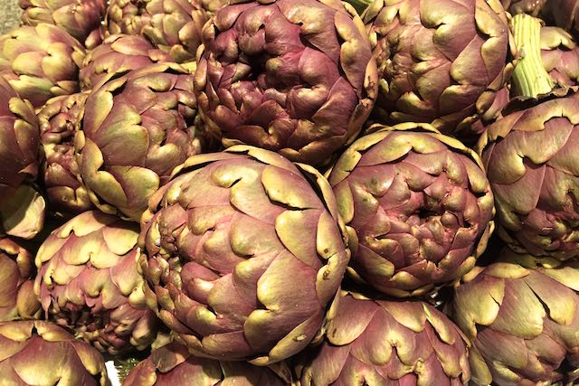 roman artichokes in spring