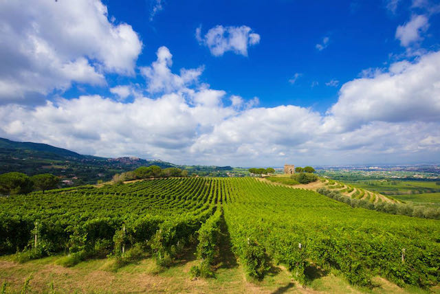 rolling hills and vineyards in Frascati just outside Rome