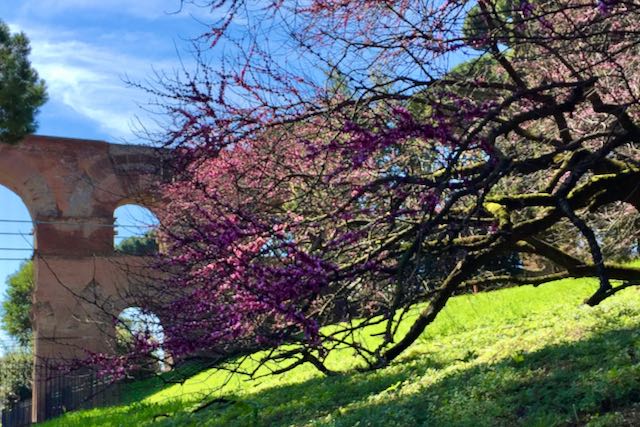 rome in march - juda tree palatine hill