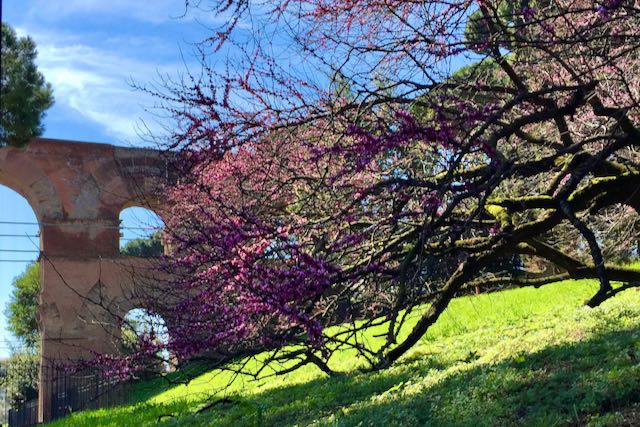 Palatine Hill - Juda tree in bloom in spring